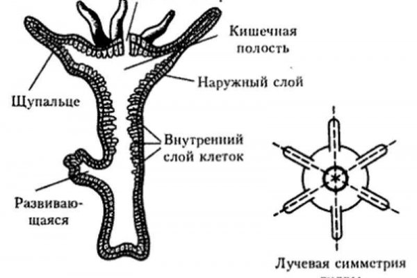 Kraken darknet market ссылка тор