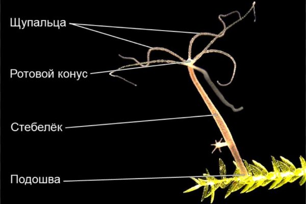 Кракен krakens13 at